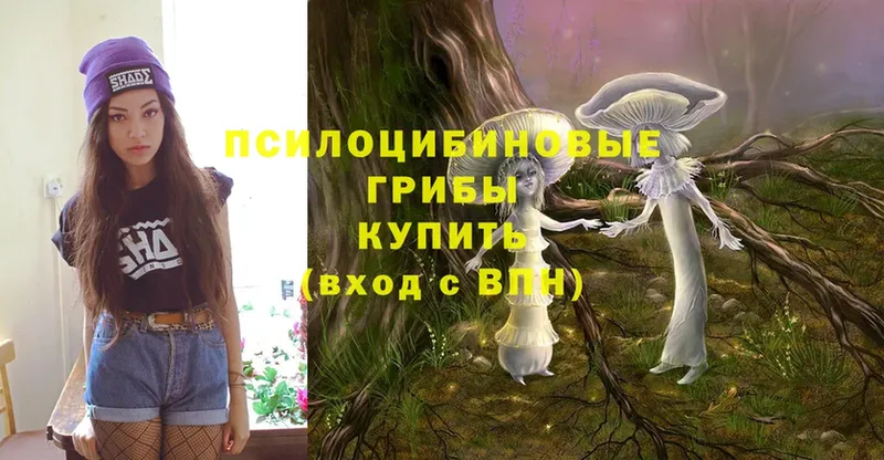 Псилоцибиновые грибы Psilocybe  МЕГА tor  Светлоград 