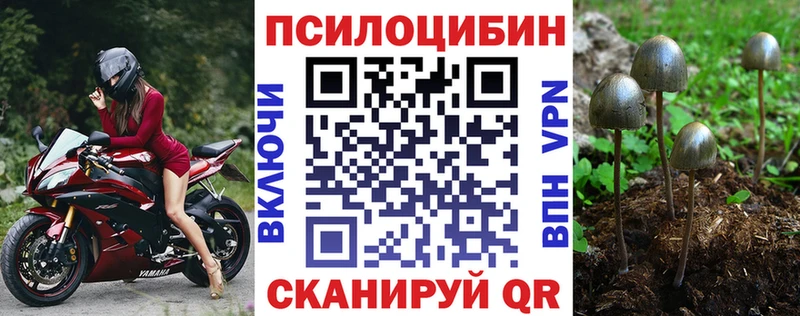 blacksprut как войти  Светлоград  Псилоцибиновые грибы мицелий 